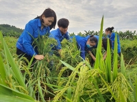 Đoàn thanh niên huy động lực lượng giúp dân gặt lúa, khắc phục hậu quả do mưa lớn kéo dài