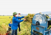 Gần 50 đoàn viên, thanh niên Hồng Lĩnh giúp dân thu hoạch lúa mùa tránh bão số 5