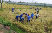 Cẩm Xuyên: Đoàn xã Cẩm Vịnh ra quân giúp dân thu hoạch mùa vụ và làm vệ sinh môi trường biển