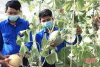Ra mắt mô hình trồng dưa lưới công nghệ cao đầu tiên của tuổi trẻ Vũ Quang