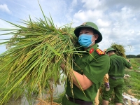 Huyện Đoàn Đức Thọ phối hợp với Công an huyện huy động lực lượng tham gia hỗ trợ nhân dân thu hoạch lúa vụ hè thu trước cơn bão số 5