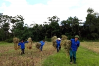 Thành Đoàn Hà Tĩnh, Huyện đoàn Vũ Quang: Giúp đỡ các gia đình chính sách, gia đình có hoàn cảnh khó khăn thu hoạch mùa