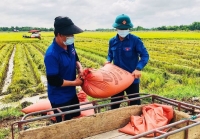 Tuồi trẻ Hà Tĩnh giúp nhân dân thu hoạch vụ hè thu trước cơn bão số 5