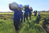 Đoàn viên thanh niên giúp đỡ nhân dân thu hoạch lúa mùa