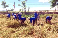 Cẩm Xuyên: Ra quân giúp nhân dân thu hoạch lúa vụ đông xuân năm 2018